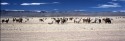Landschaft im Altiplano mit Lamas