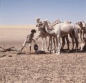 Sahara, Oase Djanet, Tränken der Kamele
